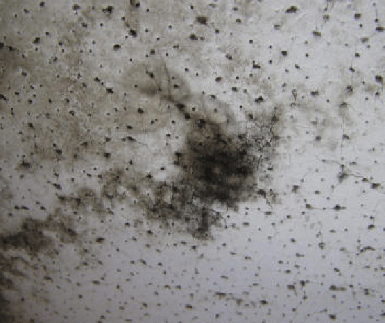 Aspergillus mold