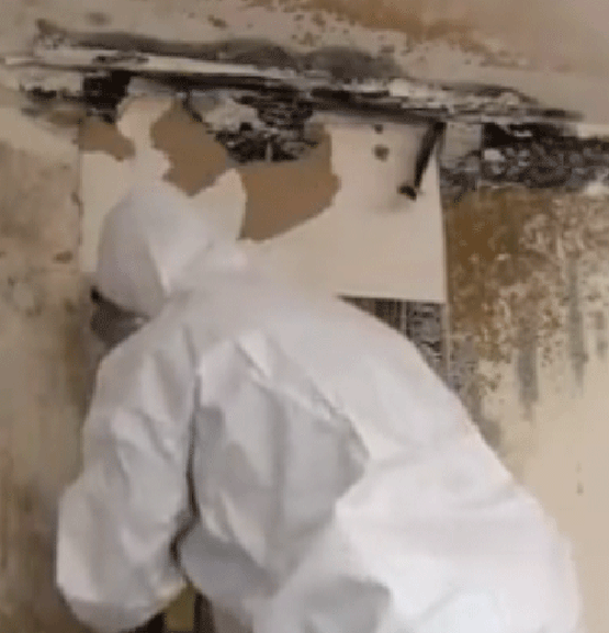 Mold remediation process