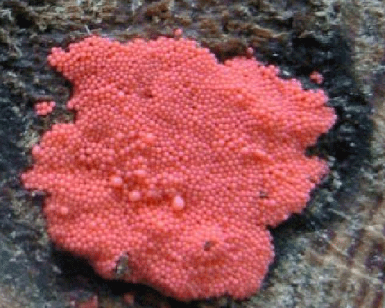 Pink Mold